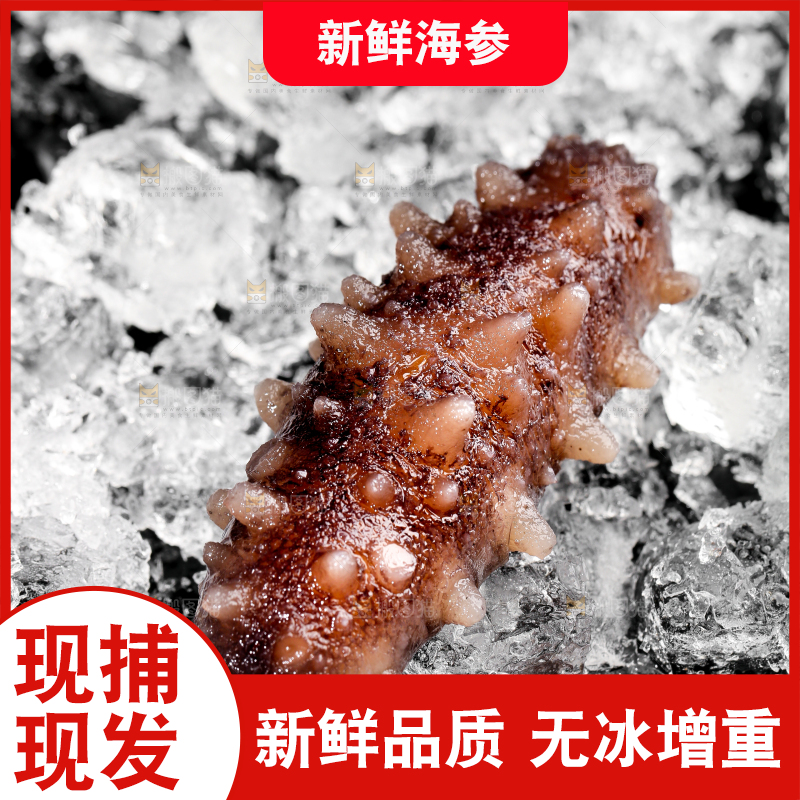 黑底上的冰镇海参