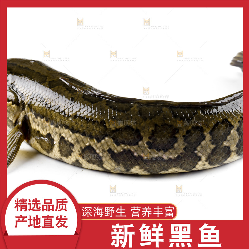 白底上放着 一条活黑鱼