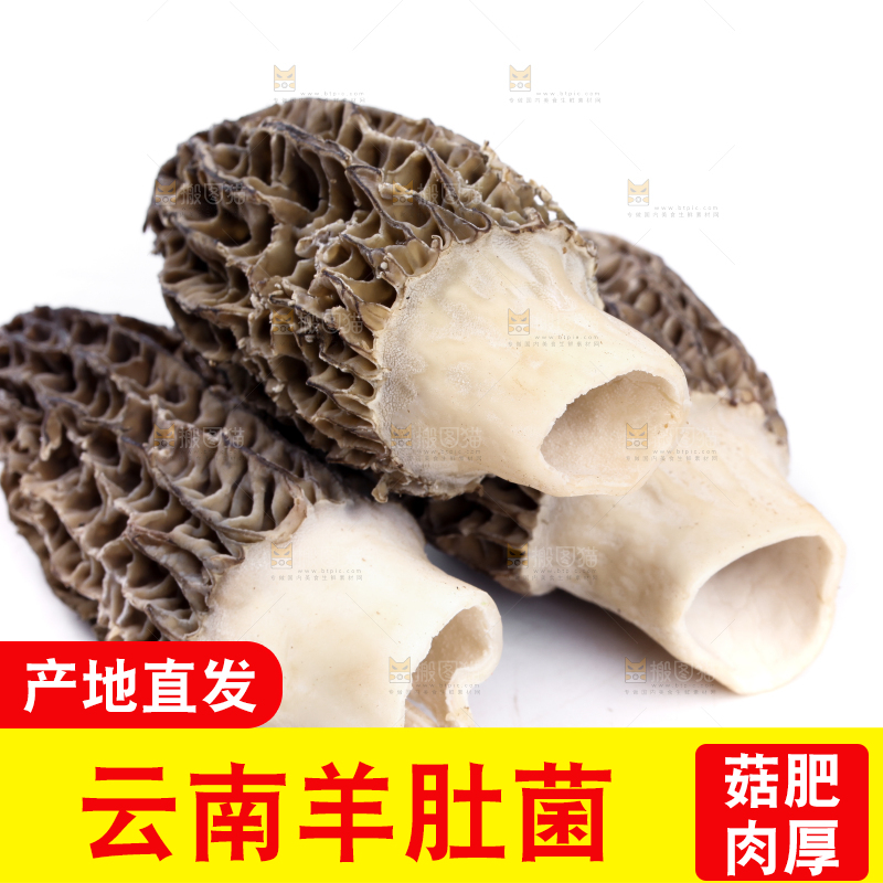 白底上摆放着羊肚菌