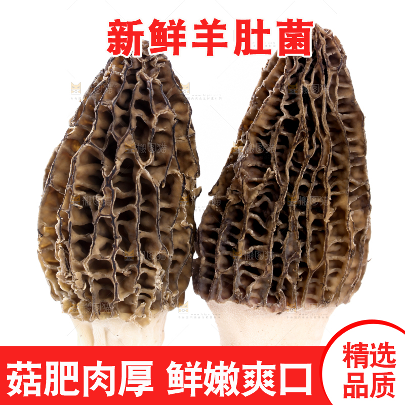 白底上摆放着羊肚菌