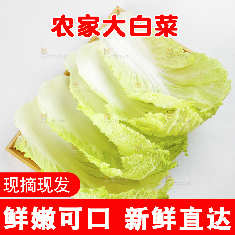 一盘掰开的大白菜放在白底上