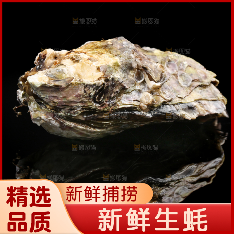 黑底上的生蚝