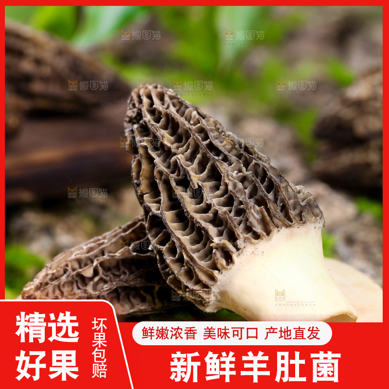 木板上放着羊肚菌
