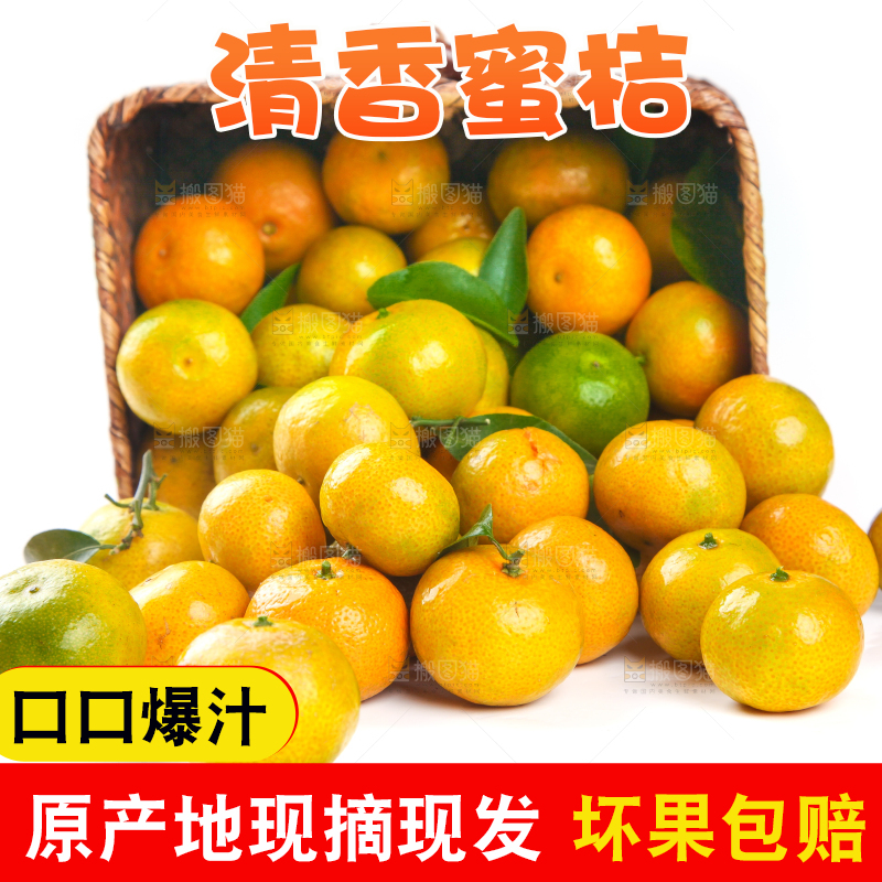 一筐清香蜜橘放在白底上