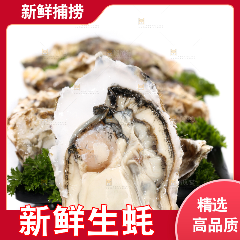 白底上剥开的乳山生蚝
