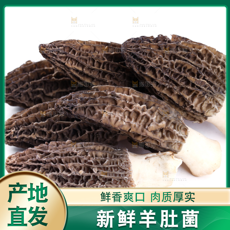 白底上摆放着羊肚菌