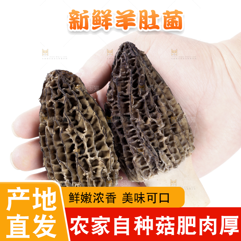 手里拿着羊肚菇