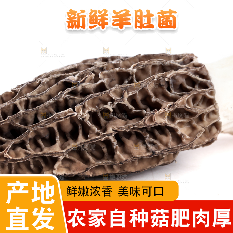 白底上摆放着羊肚菌
