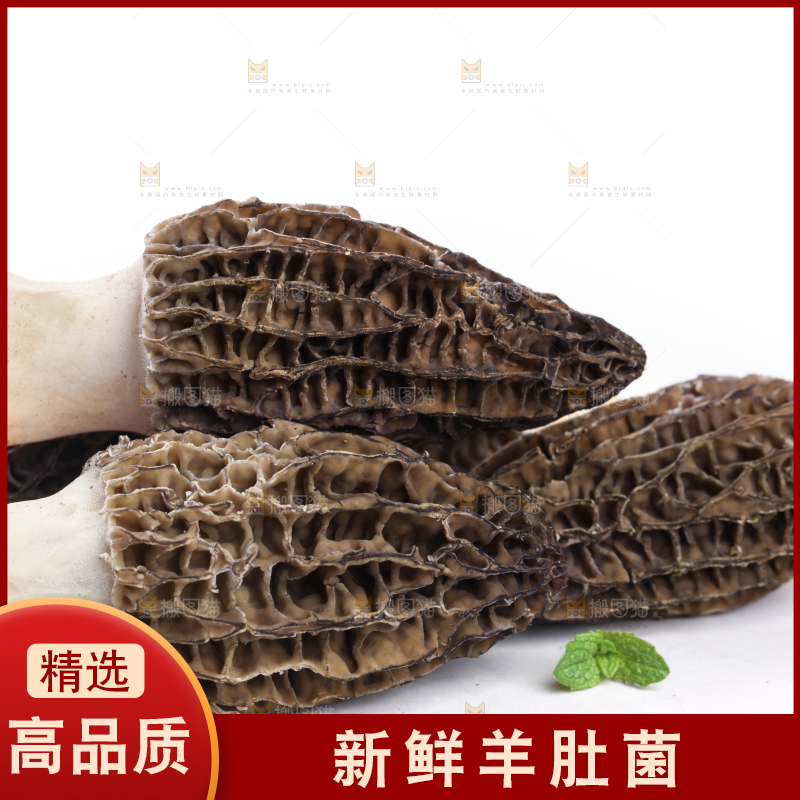 白底上摆放着羊肚菌