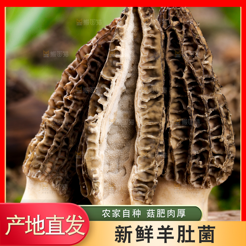 木底上放着羊肚菌