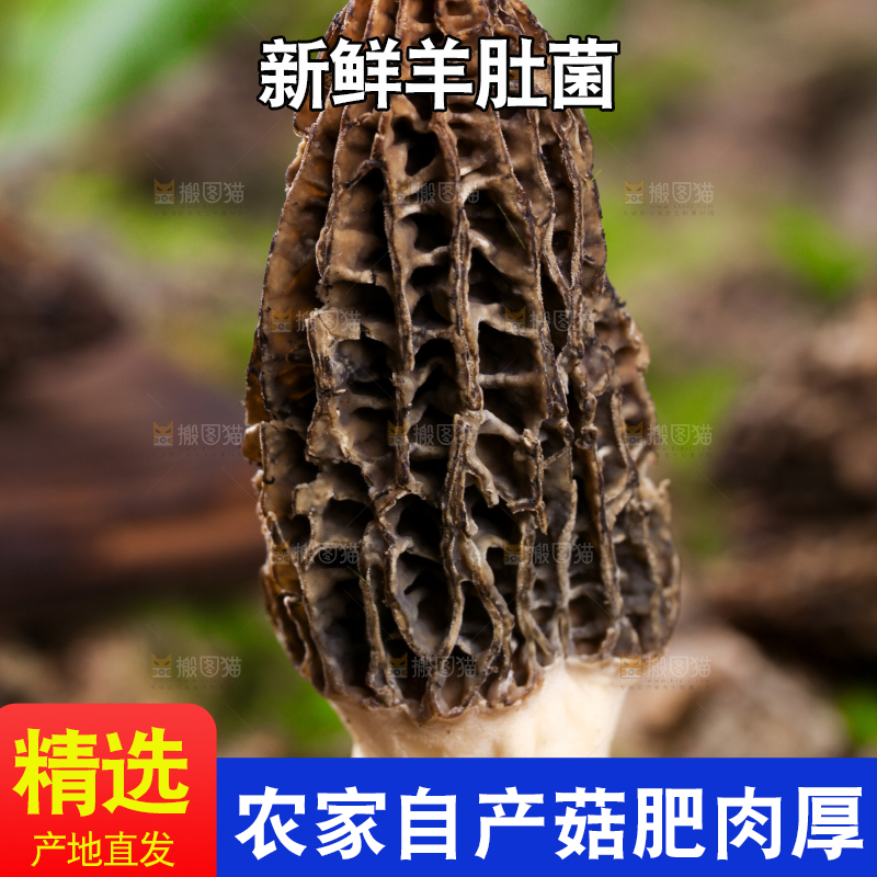 木底上放着羊肚菌