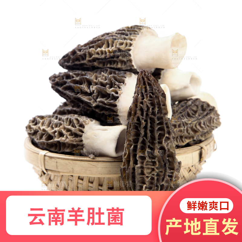 篮子里放着羊肚菇
