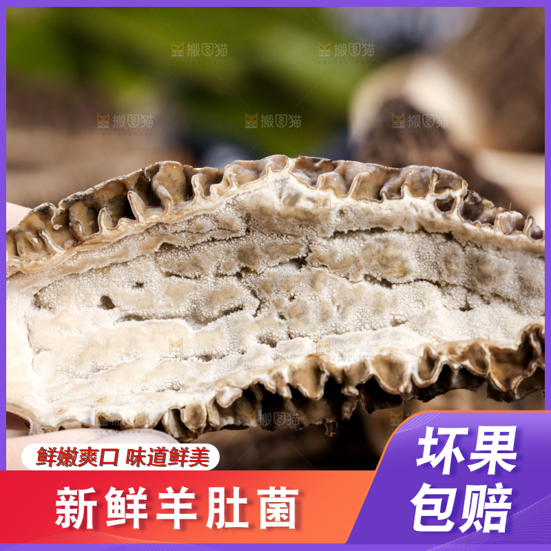 手里拿着羊肚菇