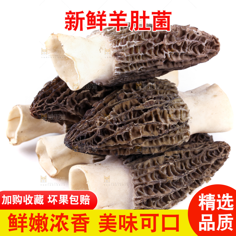 白底上摆放着羊肚菌