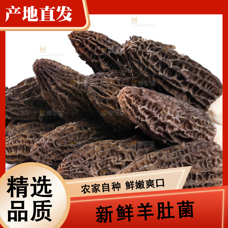 白底上摆放着羊肚菌