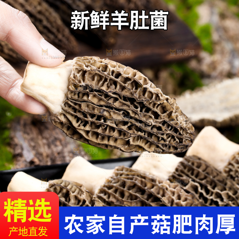 手里拿着羊肚菇