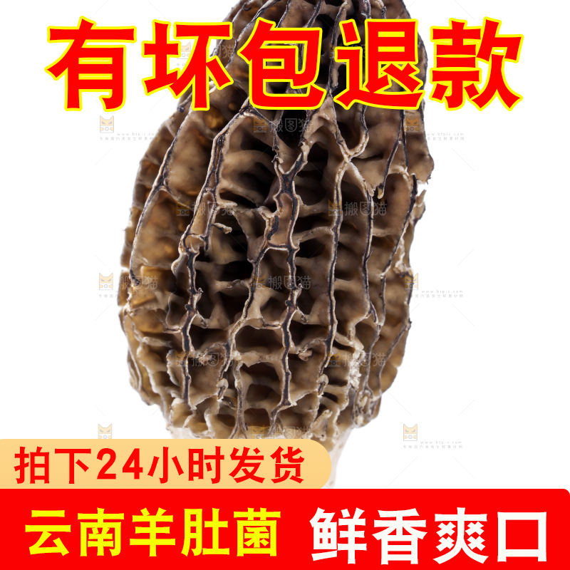 白底上摆放着羊肚菌