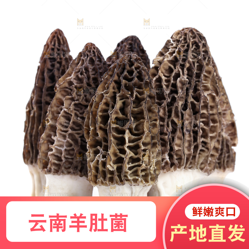 白底上摆放着羊肚菌