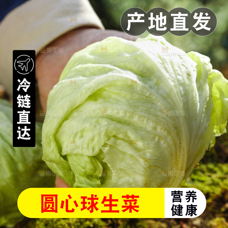 手里拿着球生菜