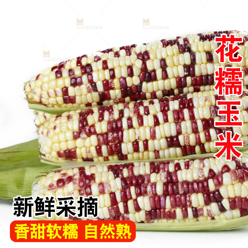 白底上放着剥皮的花糯玉米