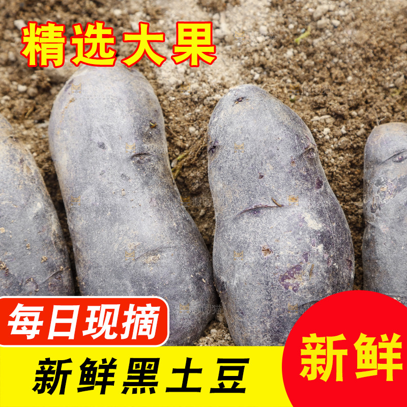 土地里的黑皮紫心土豆