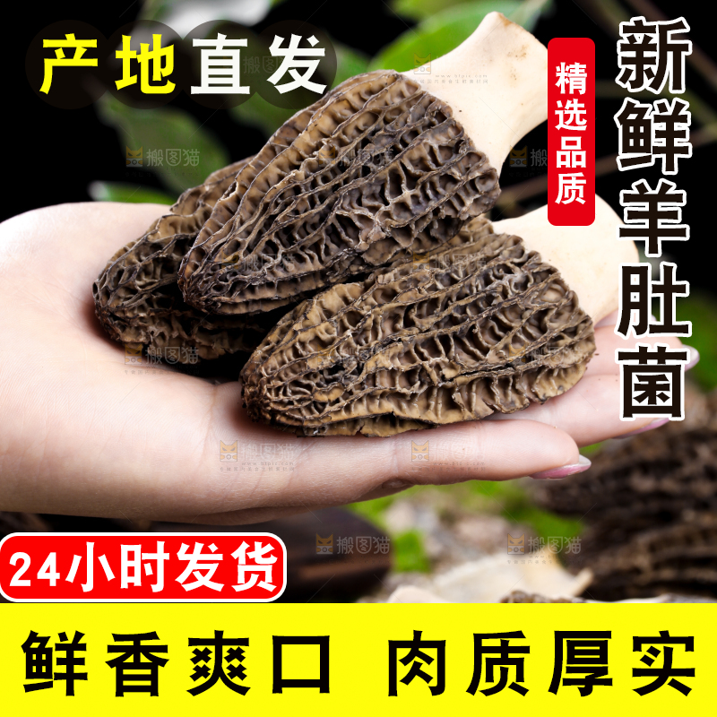 手里拿着羊肚菇