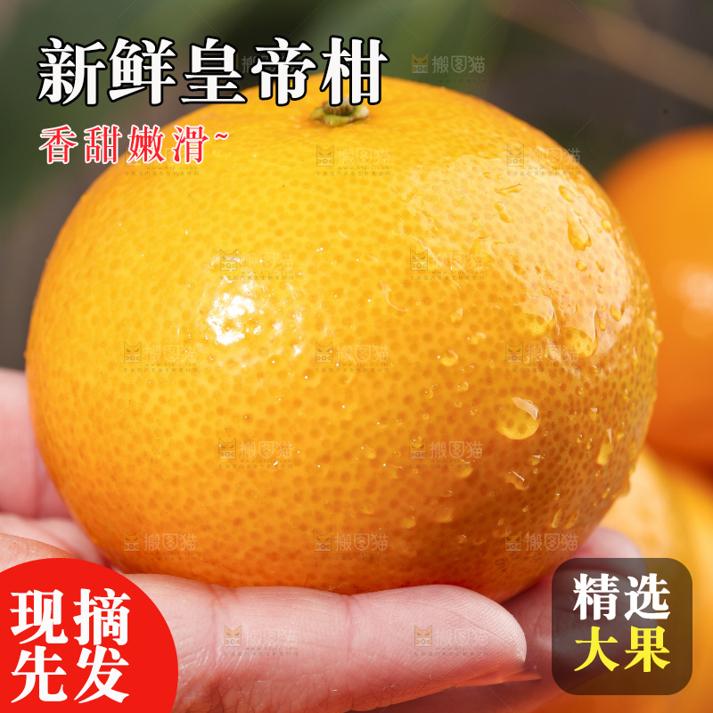 手拿皇帝柑