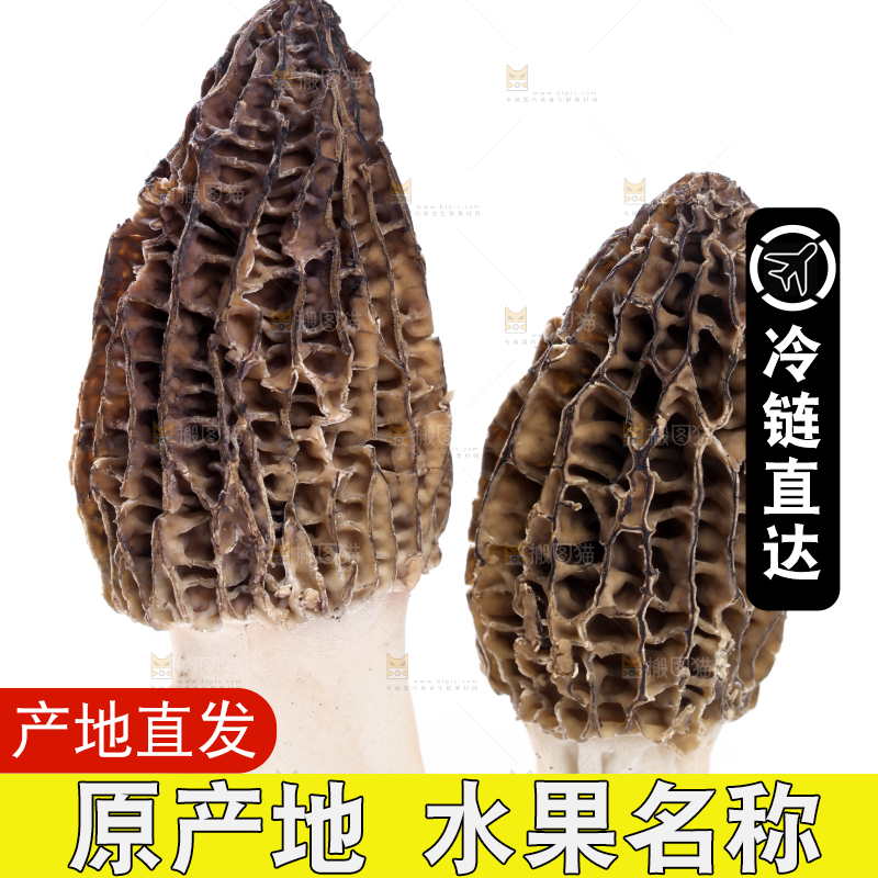 白底上摆放着羊肚菌