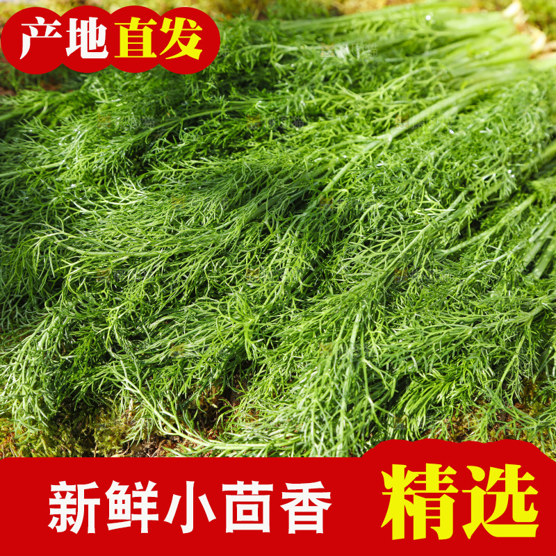 土地上放着茴香菜