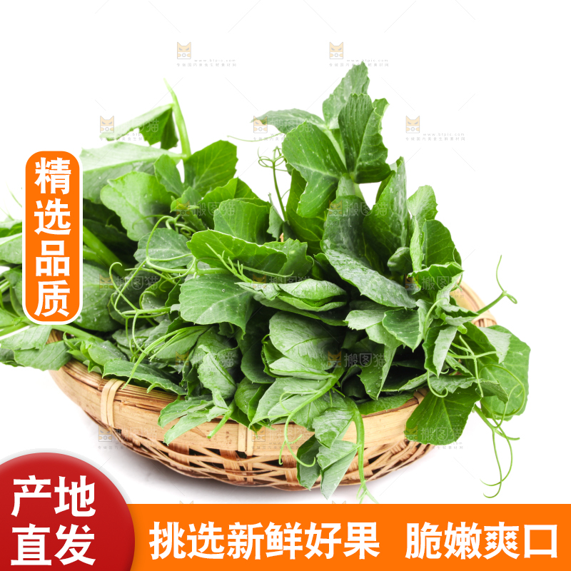 白底上摆放着新鲜豌豆苗