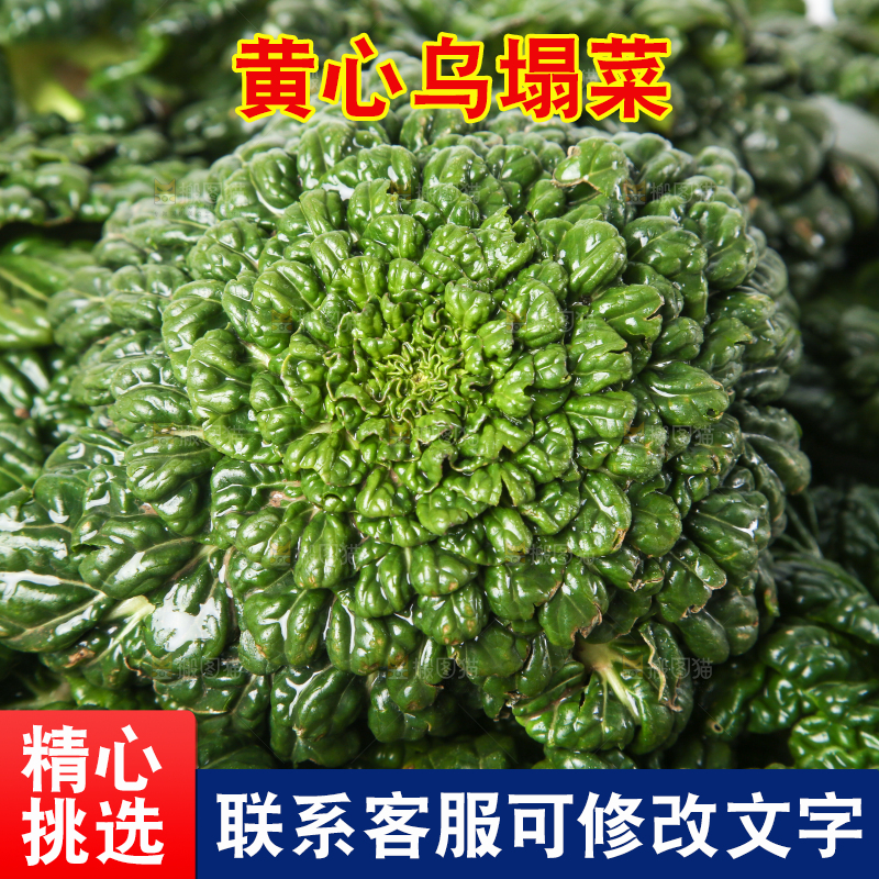 白底上的菊花菜