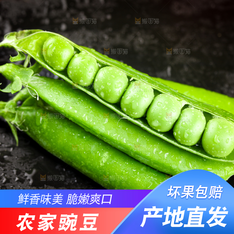 黑底上的青豌豆