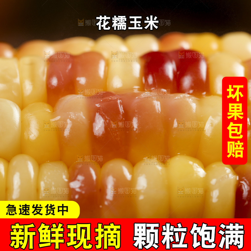 木底上的湖北花糯玉米