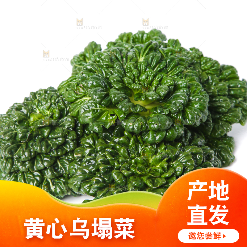 白底上的菊花菜