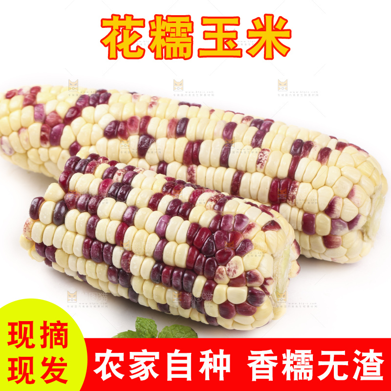 剥皮的花糯玉米放在白底上