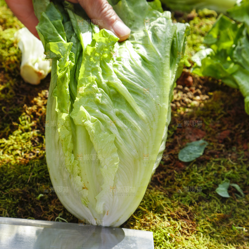 草地上放着大叶生菜