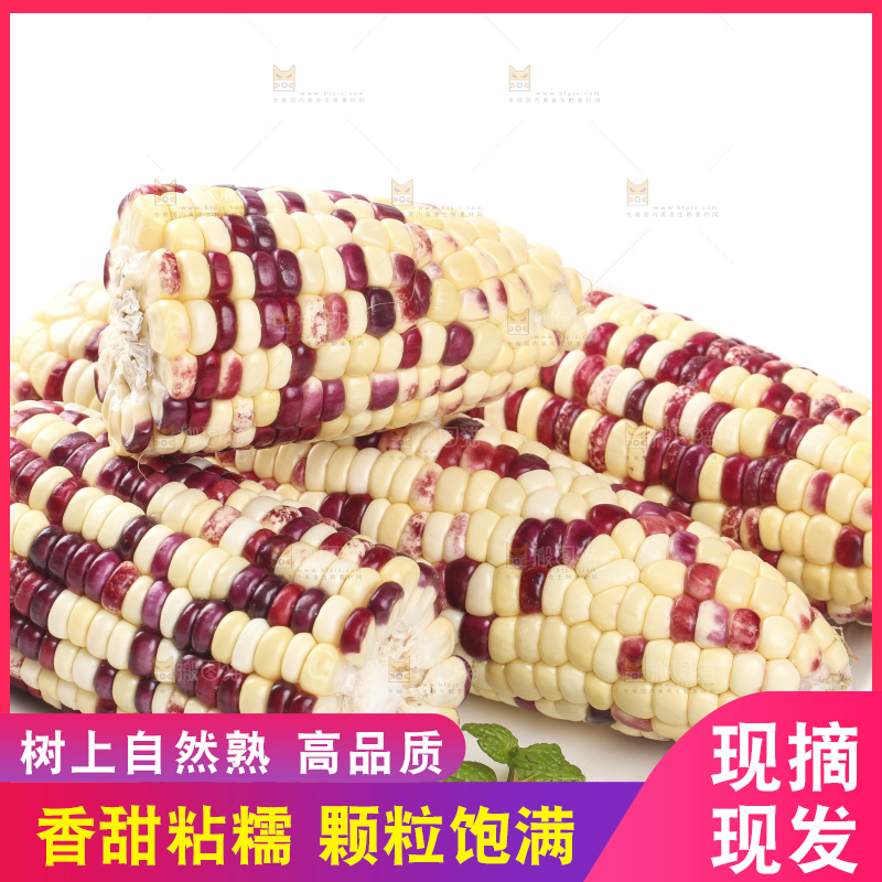 白底上放着一盘糯玉米