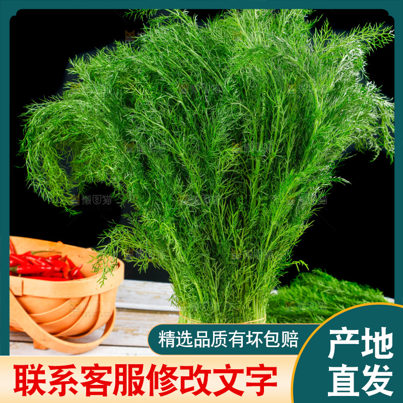 浅底上的茴香菜