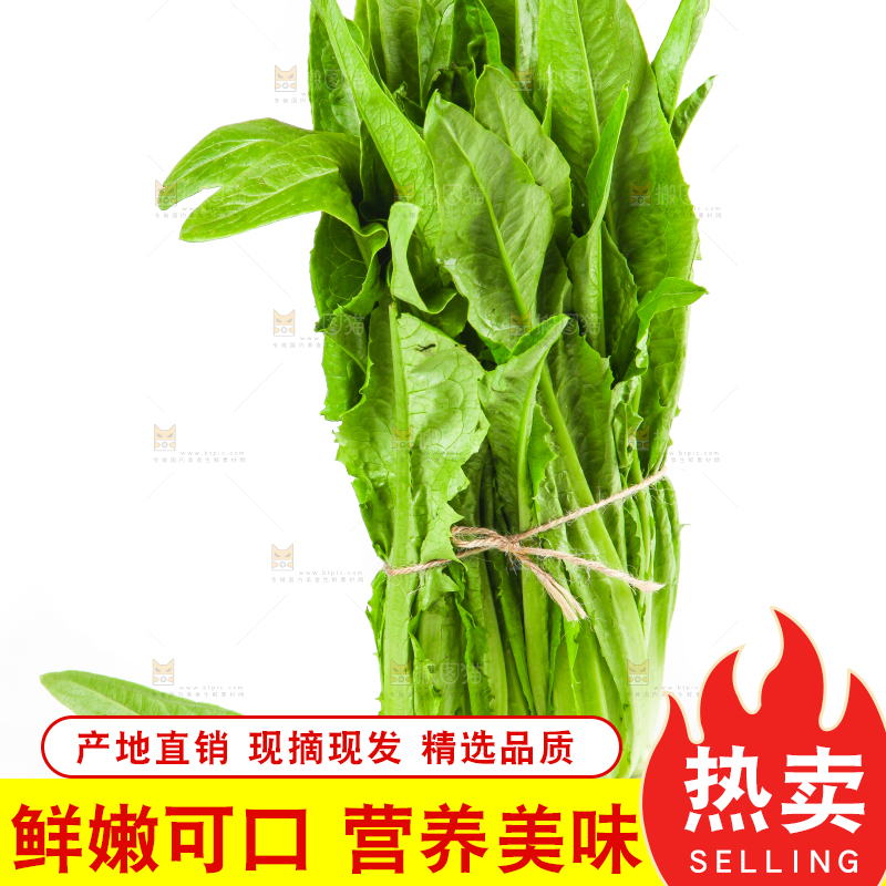 白底上的香麦菜