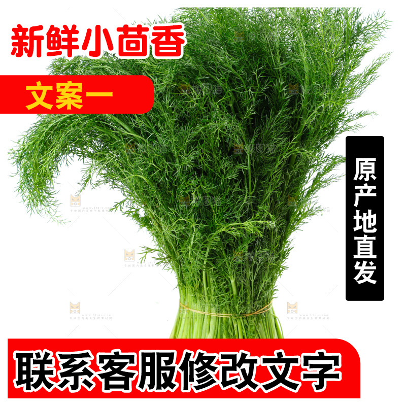 浅底上的茴香菜