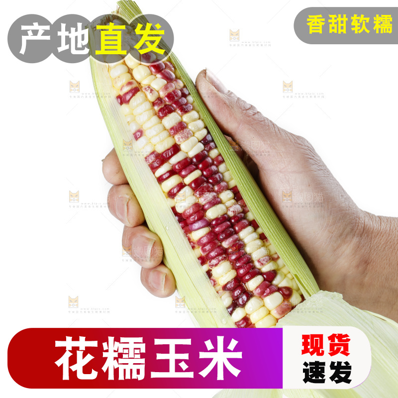 手拿花糯玉米