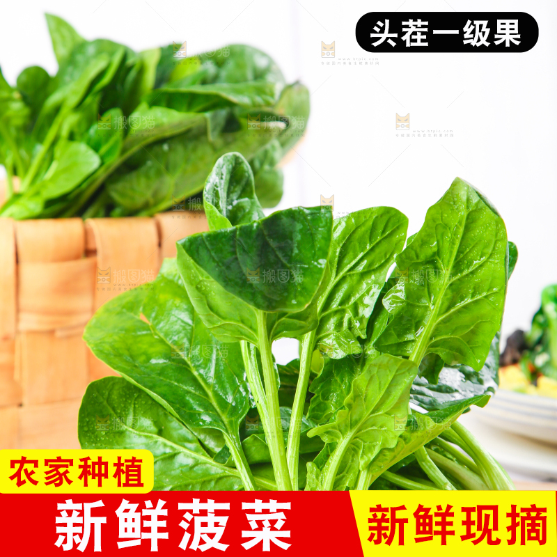 白格子底上的嫩菠菜