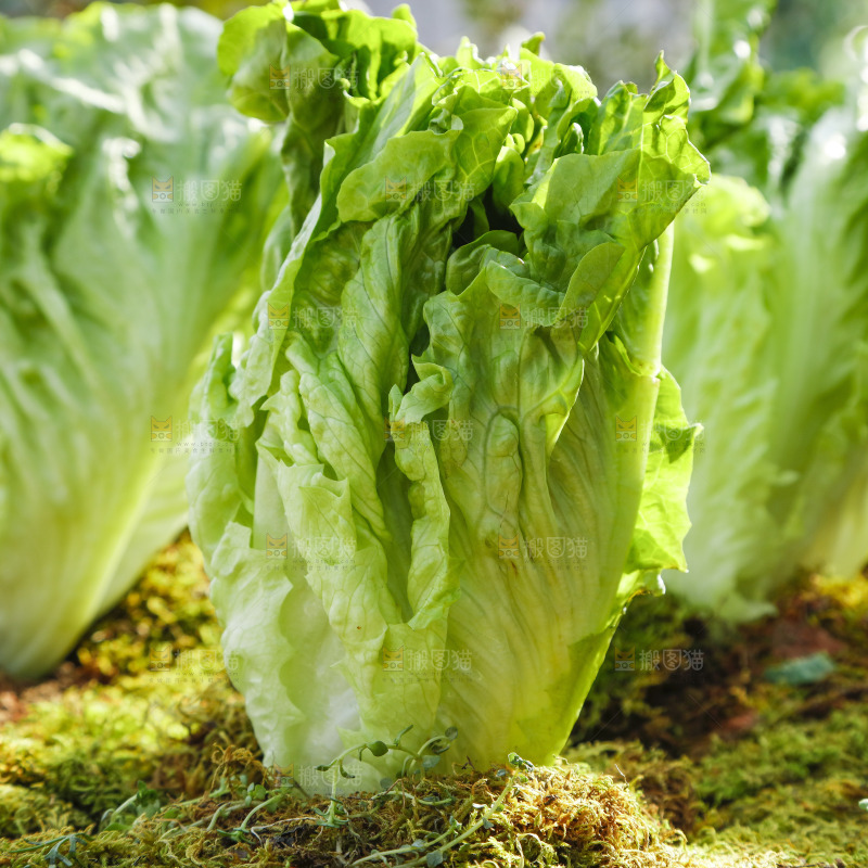 草地上放着大叶生菜