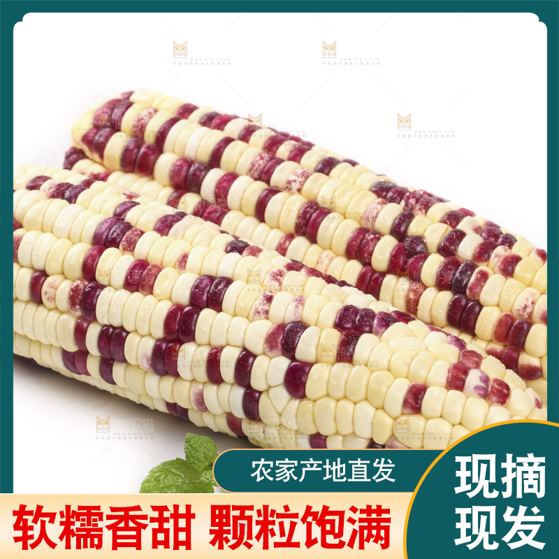 剥皮的花糯玉米放在白底上