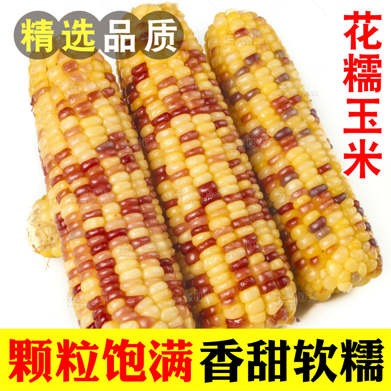 蒸熟的花糯玉米放在白底上