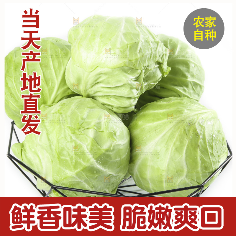白底上摆放着包菜