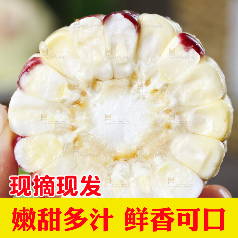 手拿切开的花糯玉米