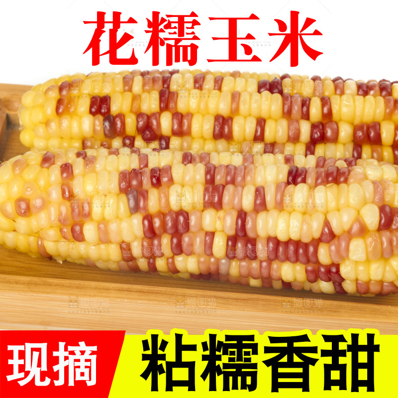 白底上放着一盘蒸熟的糯玉米