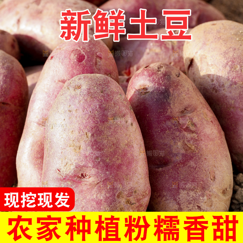 土地上放着红心土豆
