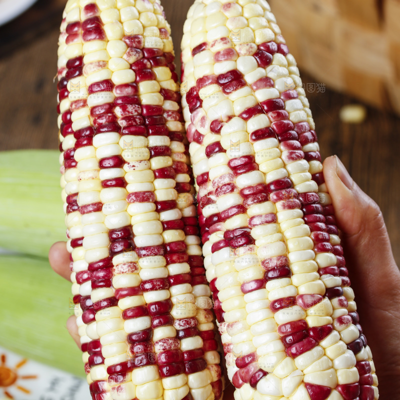 手拿剥皮的花糯玉米